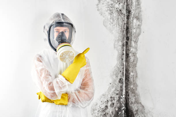 Why You Should Choose Our Mold Remediation Services in Kings Bay Base, GA